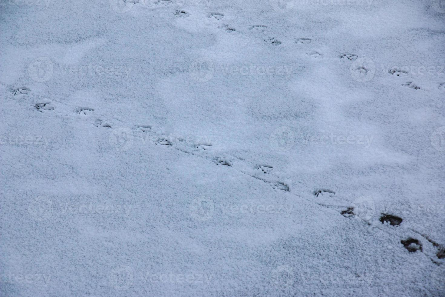 Footprints from duck paws on a snowy. Close-up photo