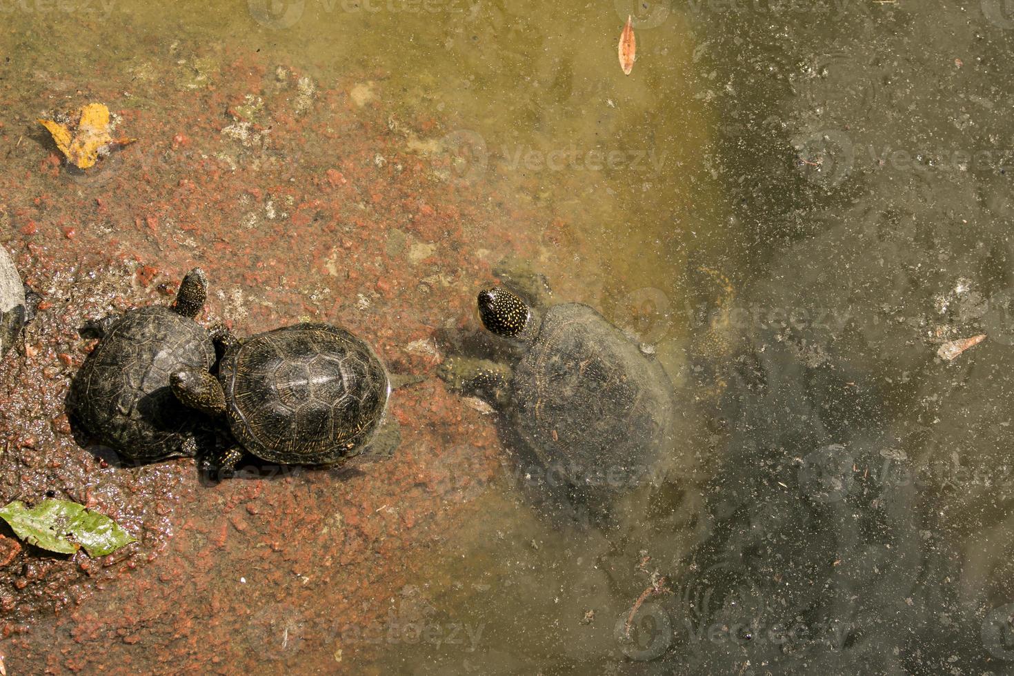 The family of turtles are in a bad environment. Turtles swim in a pond with dirty water photo