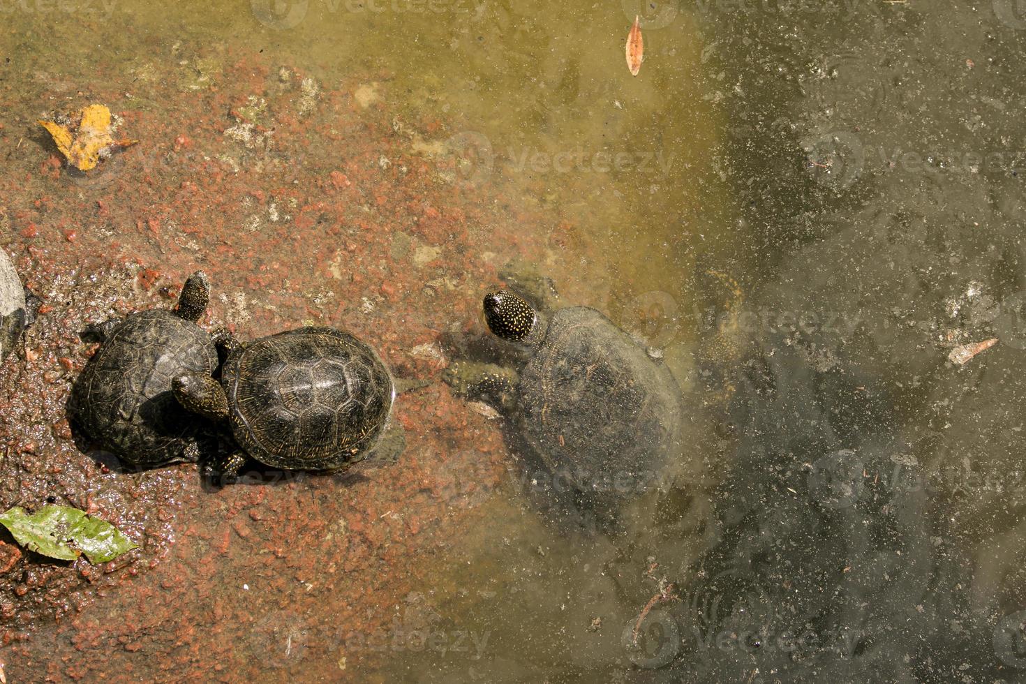 la familia de las tortugas está en un mal ambiente. las tortugas nadan en un estanque con agua sucia foto