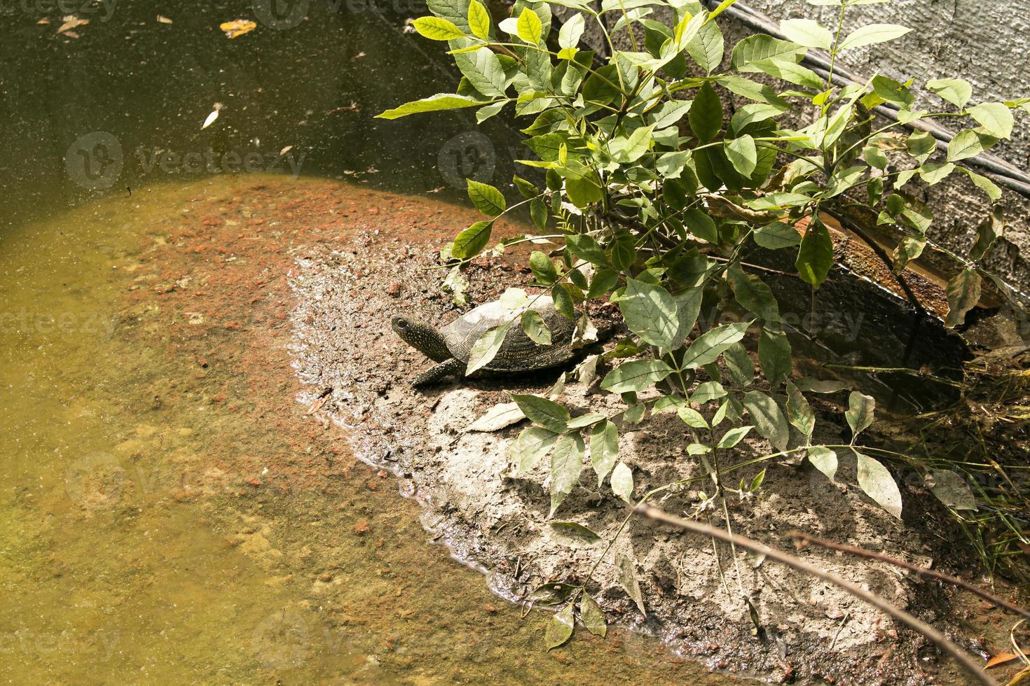The family of turtles are in a bad environment. Turtles swim in a pond with dirty water photo