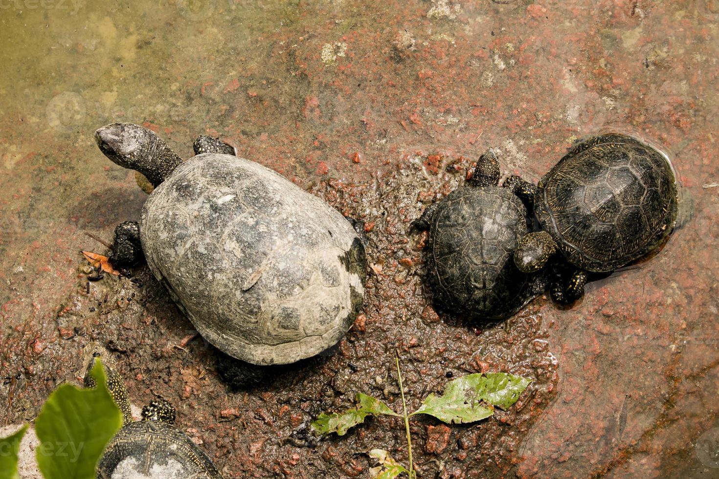 The family of turtles are in a bad environment. Turtles swim in a pond with dirty water photo