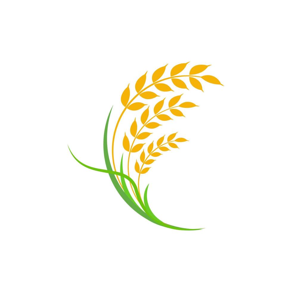 Agriculture wheat rice vector icon design