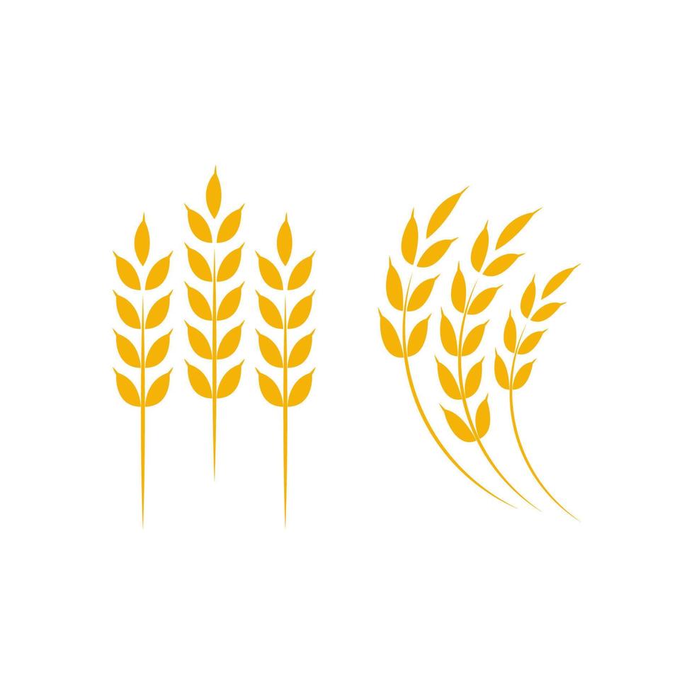 Agriculture wheat rice vector icon design