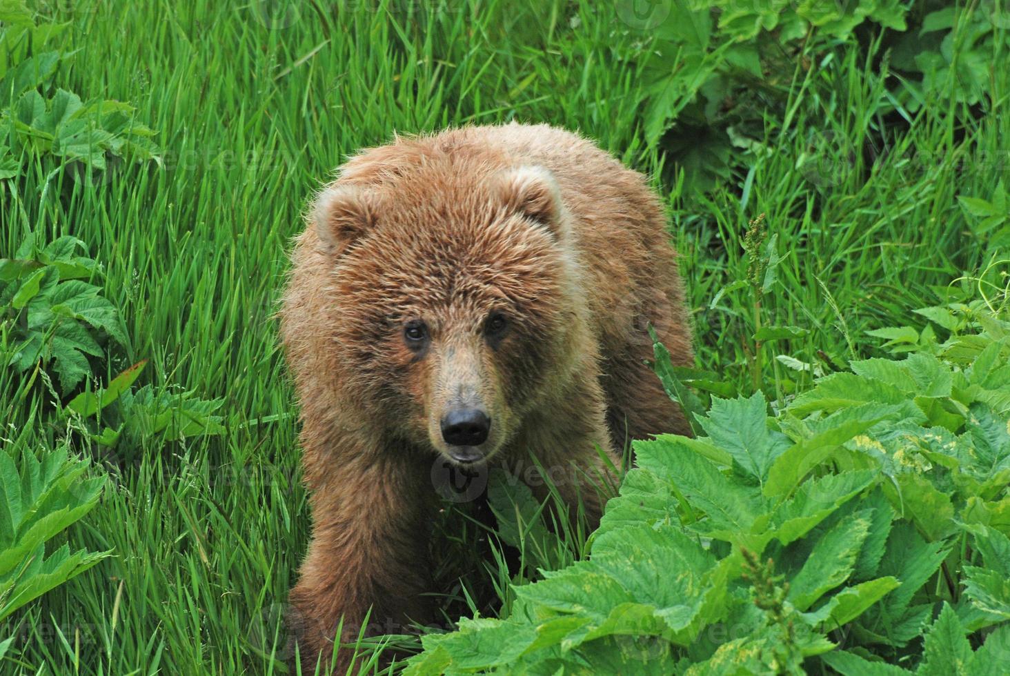 A young Bear in the wilds photo
