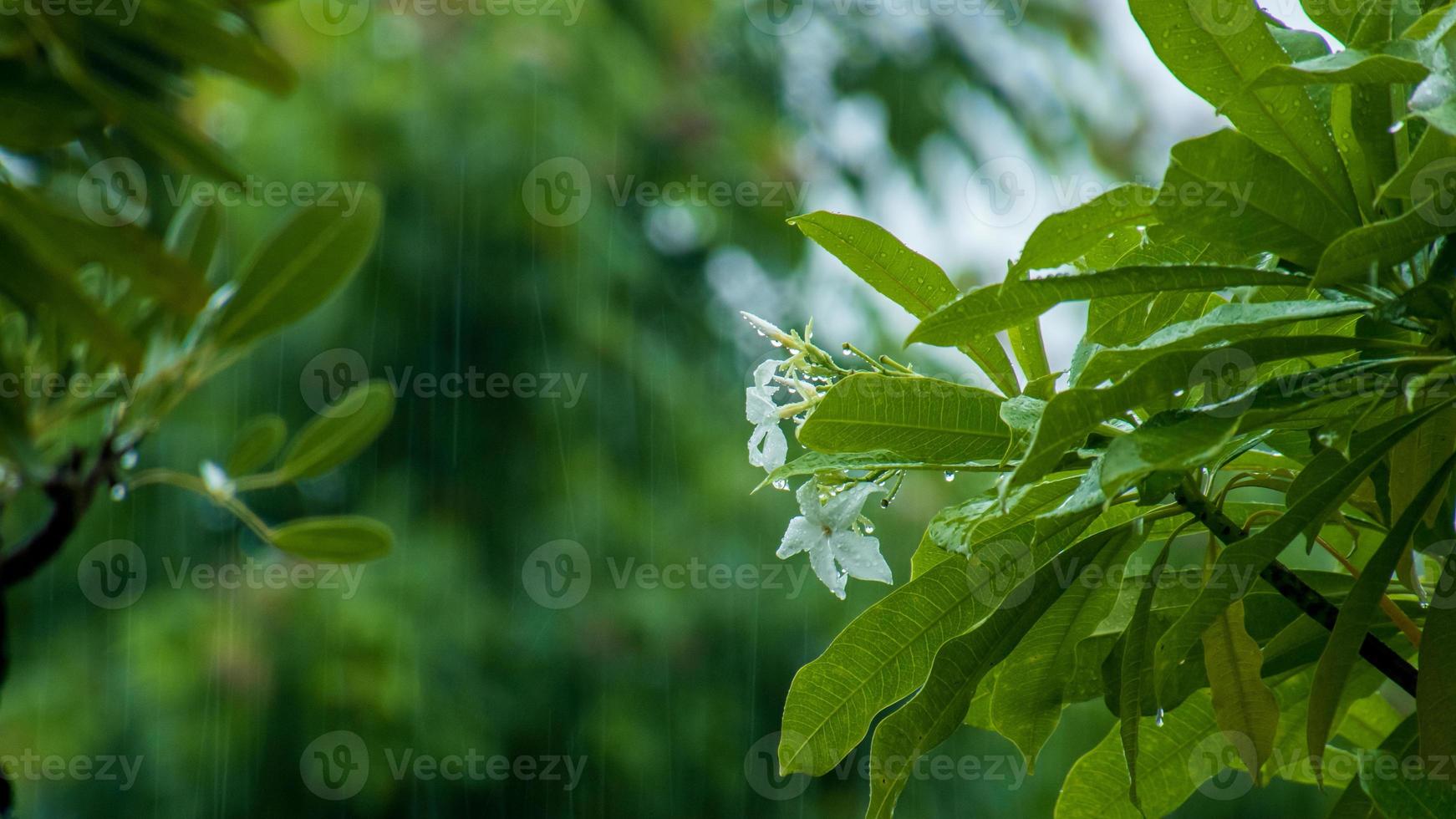 view of rain in the garden photo