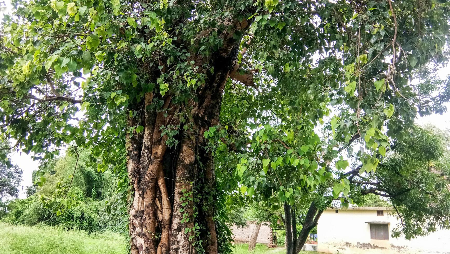 este es un gran árbol peepal. árbol peepal da oxígeno las 24 horas. peepal también es adorado foto