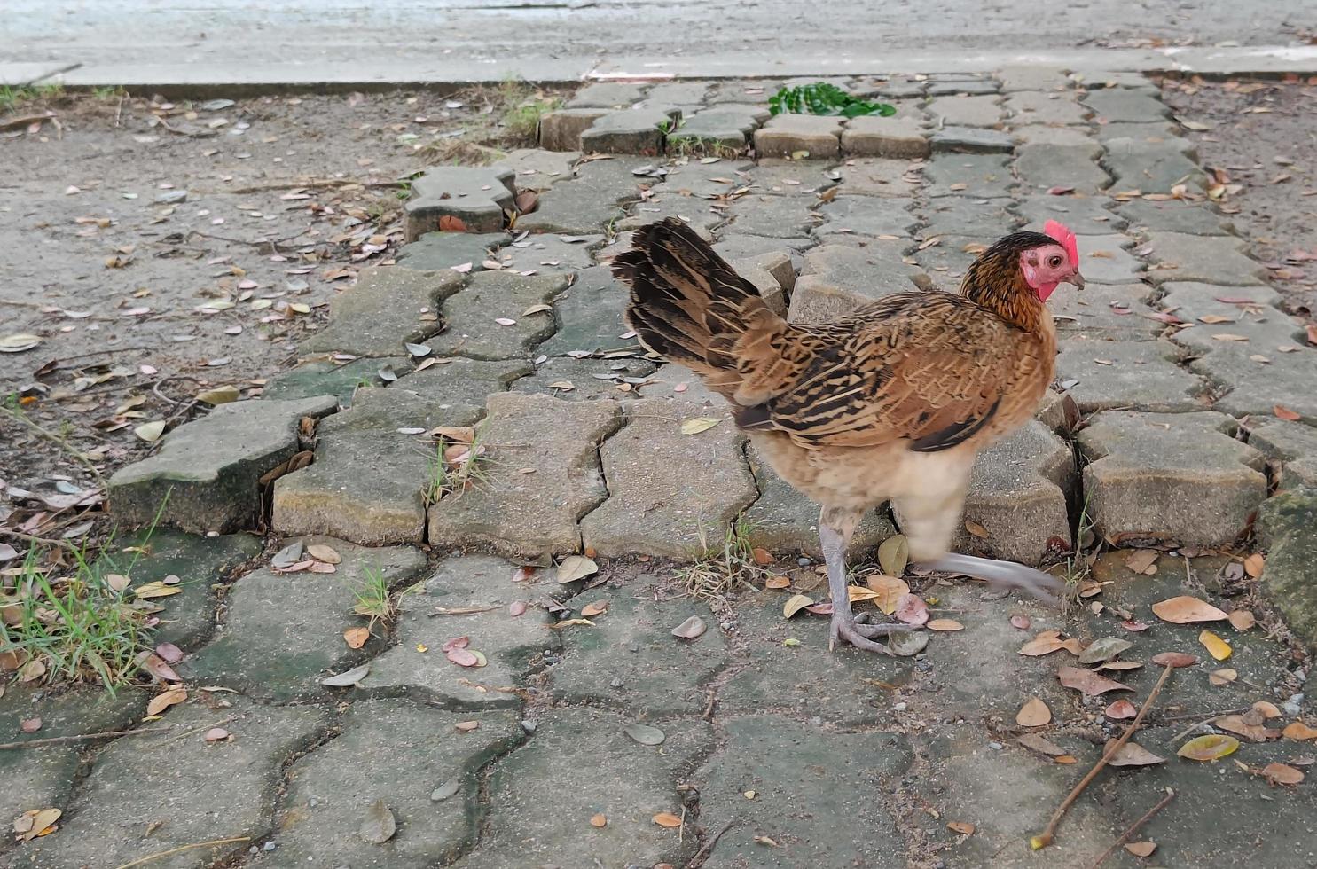 brown pet chicken naturally raised free walk photo