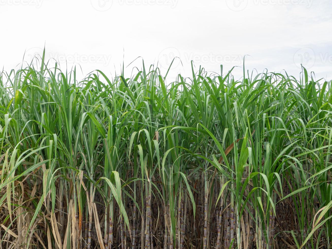 Sugarcane field at sunrise in Thailand photo