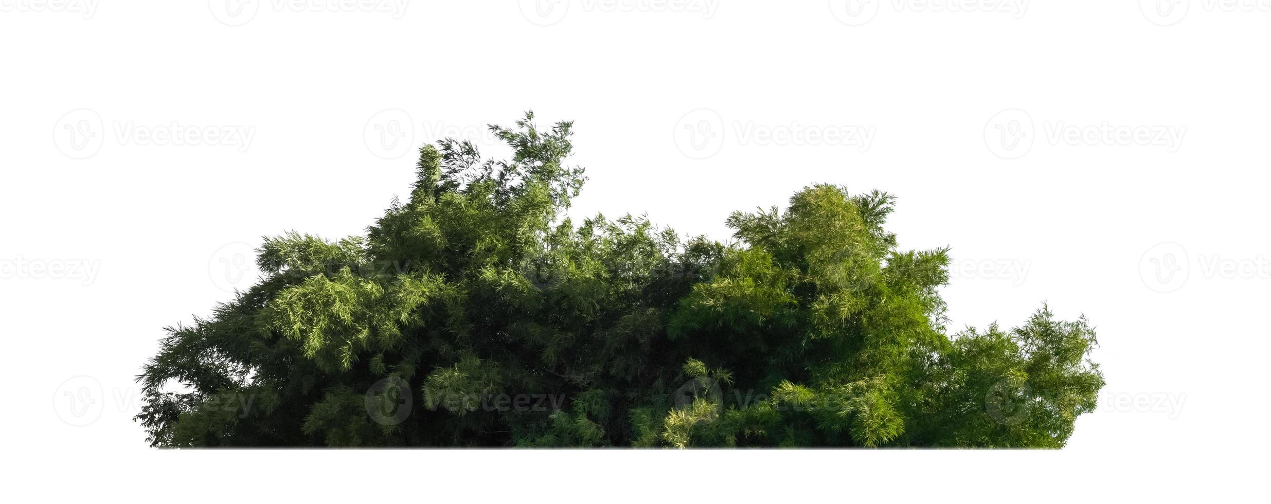 árboles verdes aislados sobre fondo blanco. son bosque y follaje en verano tanto para impresión como para páginas web foto