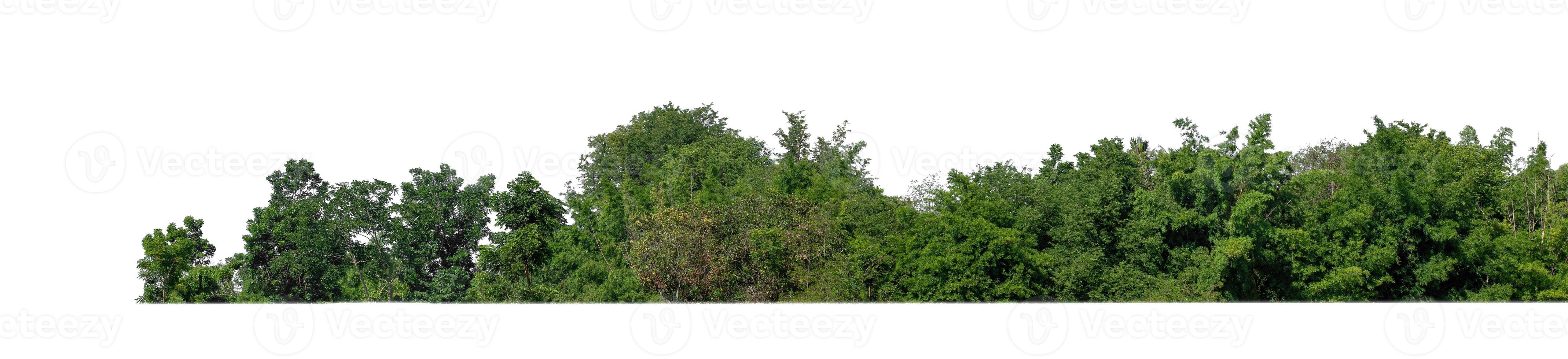 Forest and foliage in summer isolated on white background photo