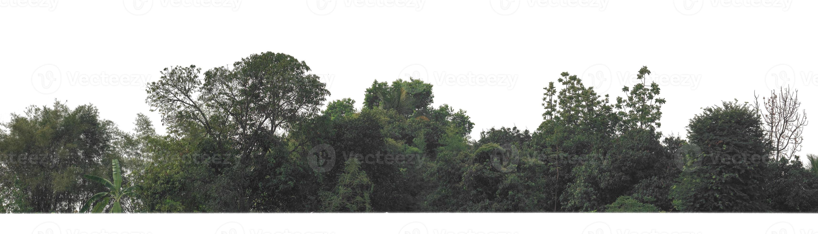 Green Trees isolated on white background.are Forest and foliage in summer for both printing and web pageswith cut path and alpha channel photo