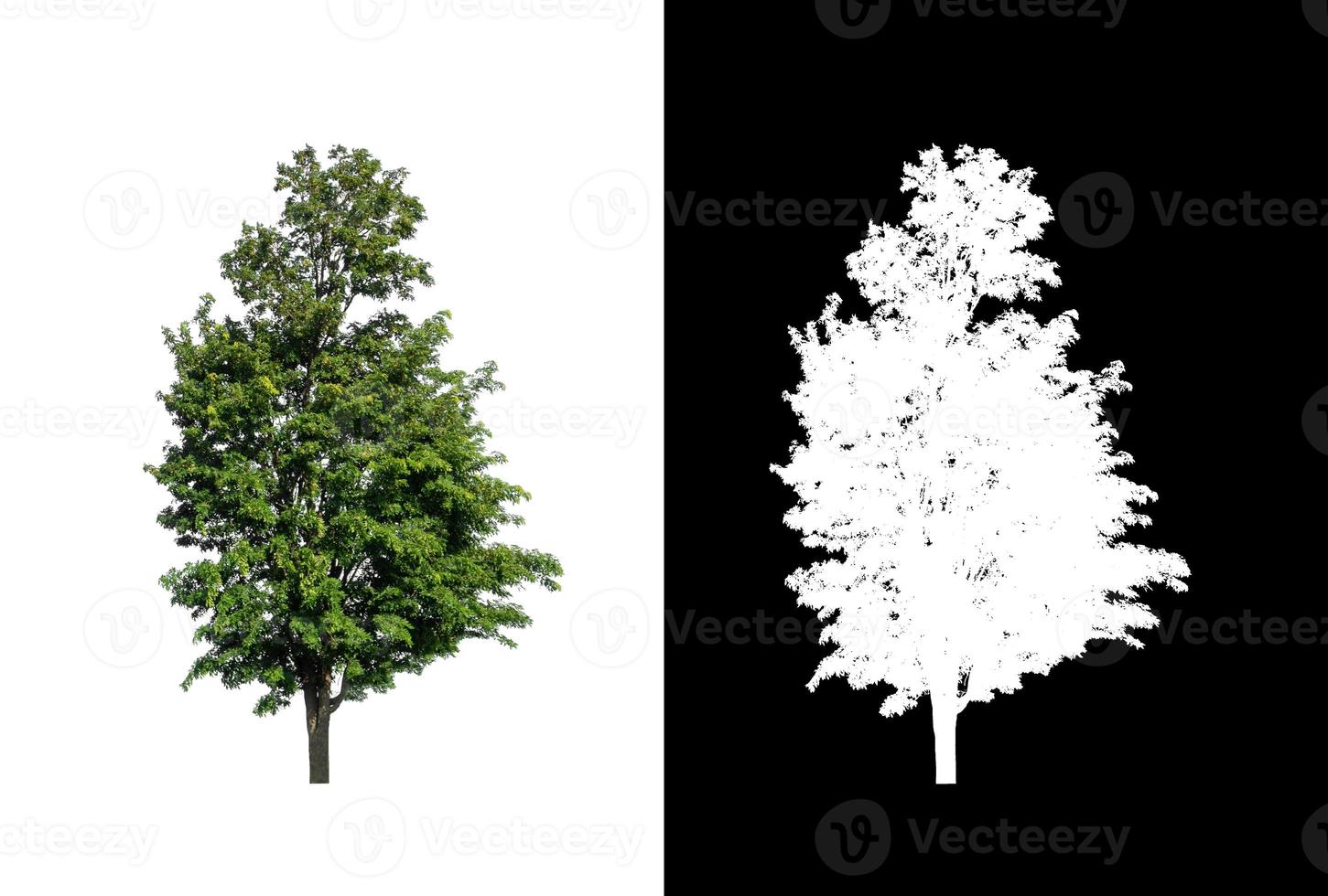 Green tree isolated on white background with clipping path, single tree with clipping path and alpha channel on black background photo