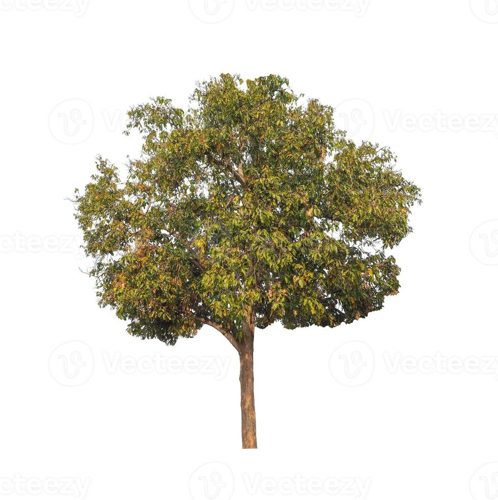 Tree that are isolated on a white background are suitable for both printing and web pages photo