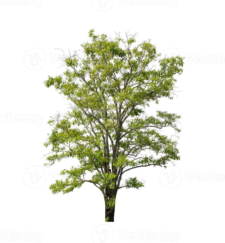 Tree that are isolated on a white background are suitable for both printing and web pages photo