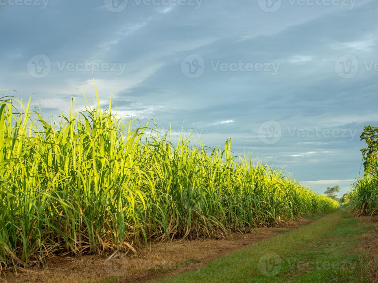 campo de caña de azúcar al amanecer en tailandia foto