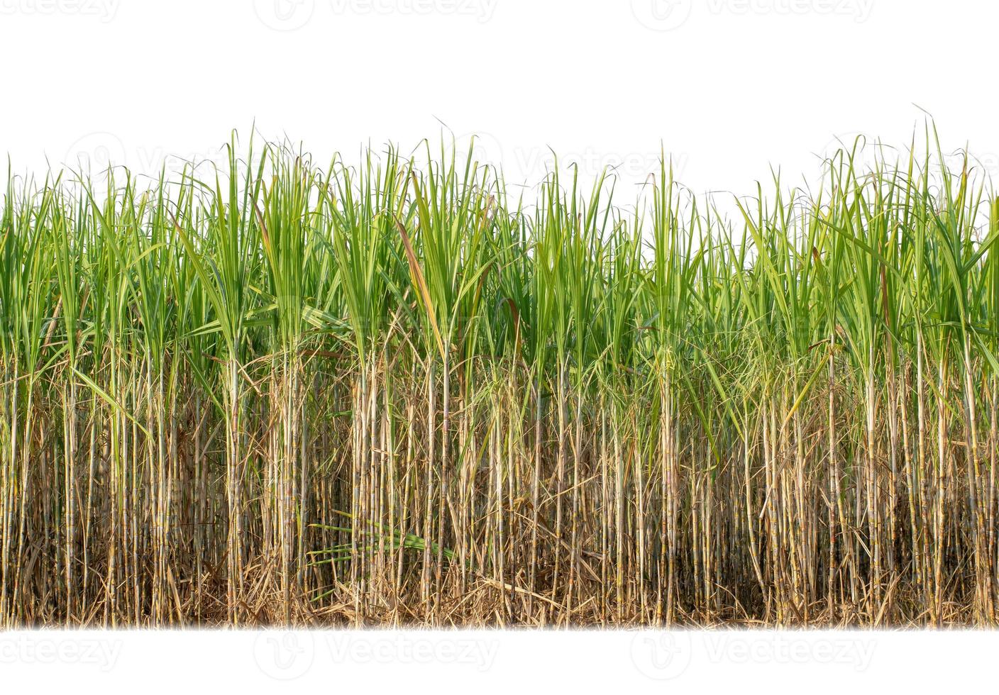 Sugar cane isolated on white background and cliping path photo