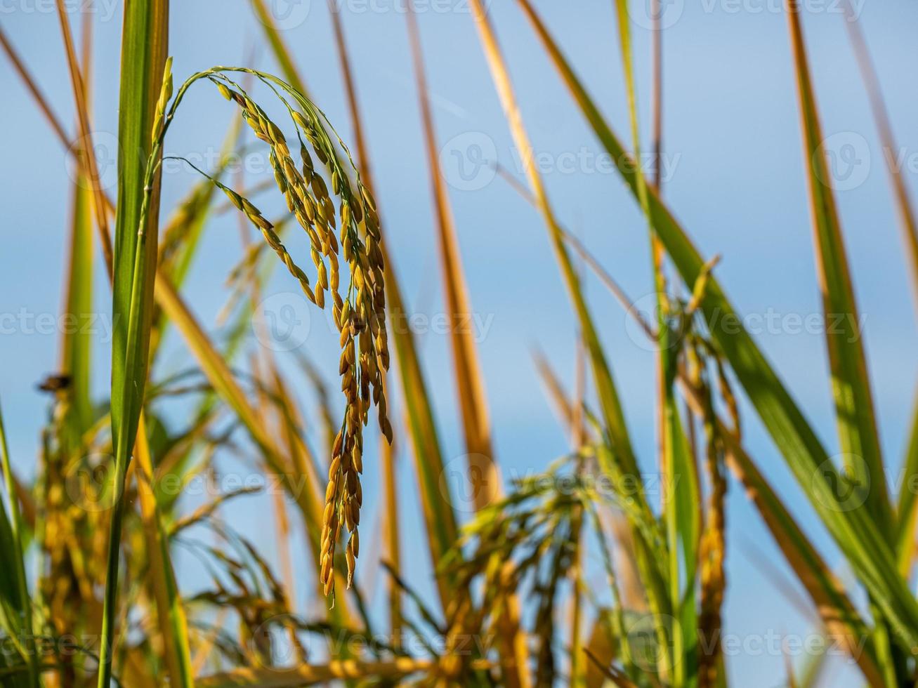 Rice field at sunrise in the morning. photo