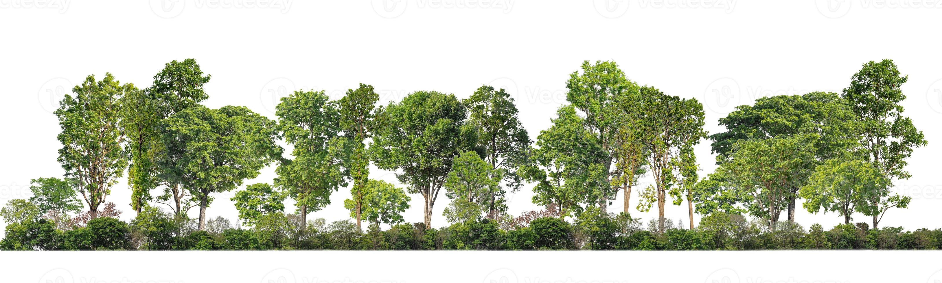 árboles verdes aislados en fondo blanco.son bosques y follaje en verano tanto para impresión como para páginas web con ruta cortada y canal alfa foto