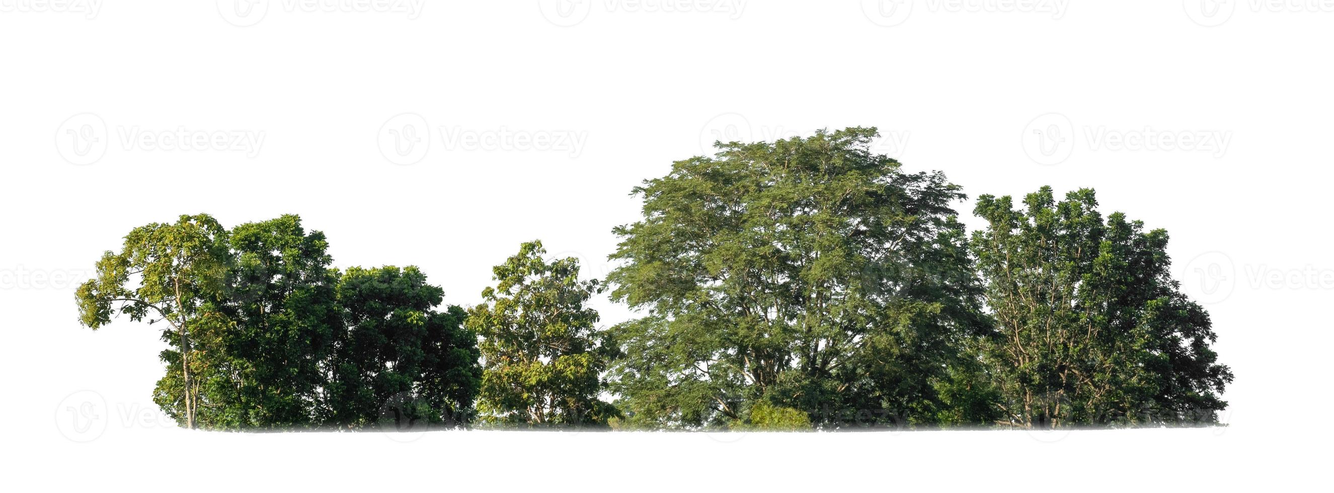 árboles verdes aislados sobre fondo blanco. son bosque y follaje en verano tanto para impresión como para páginas web foto