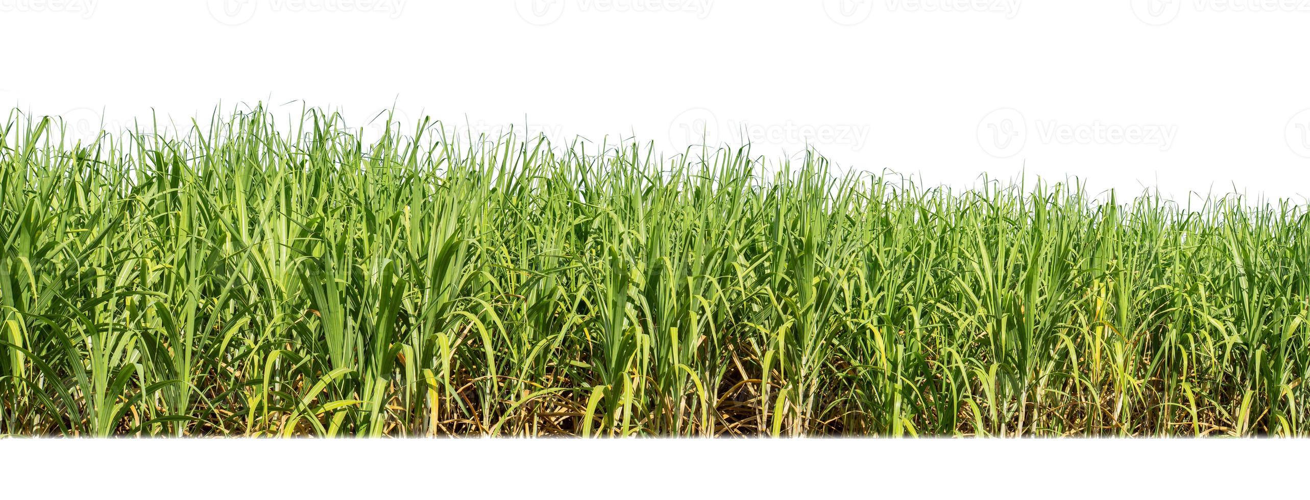 Sugar cane isolated on white background and cliping path photo