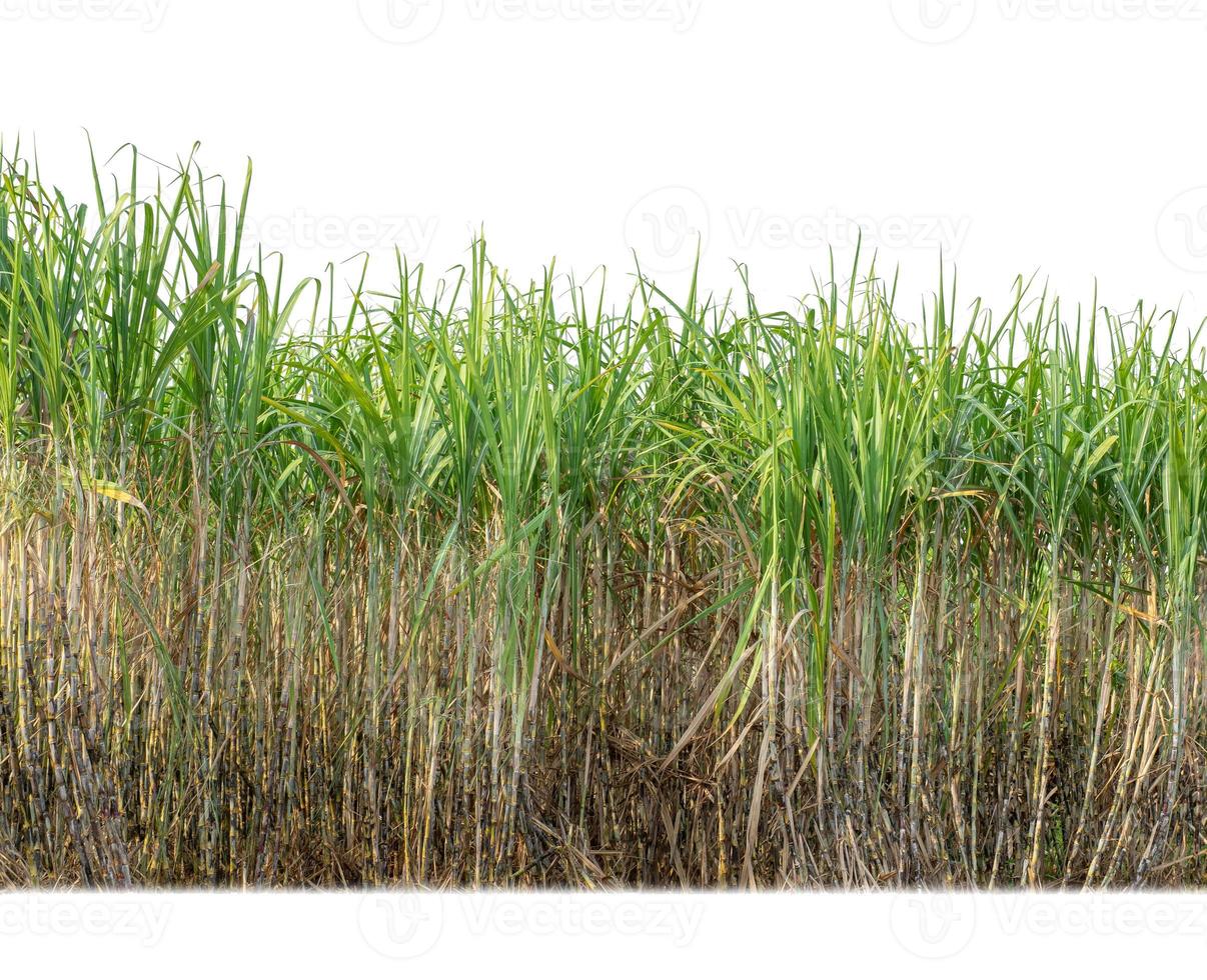 Sugar cane isolated on white background and cliping path photo