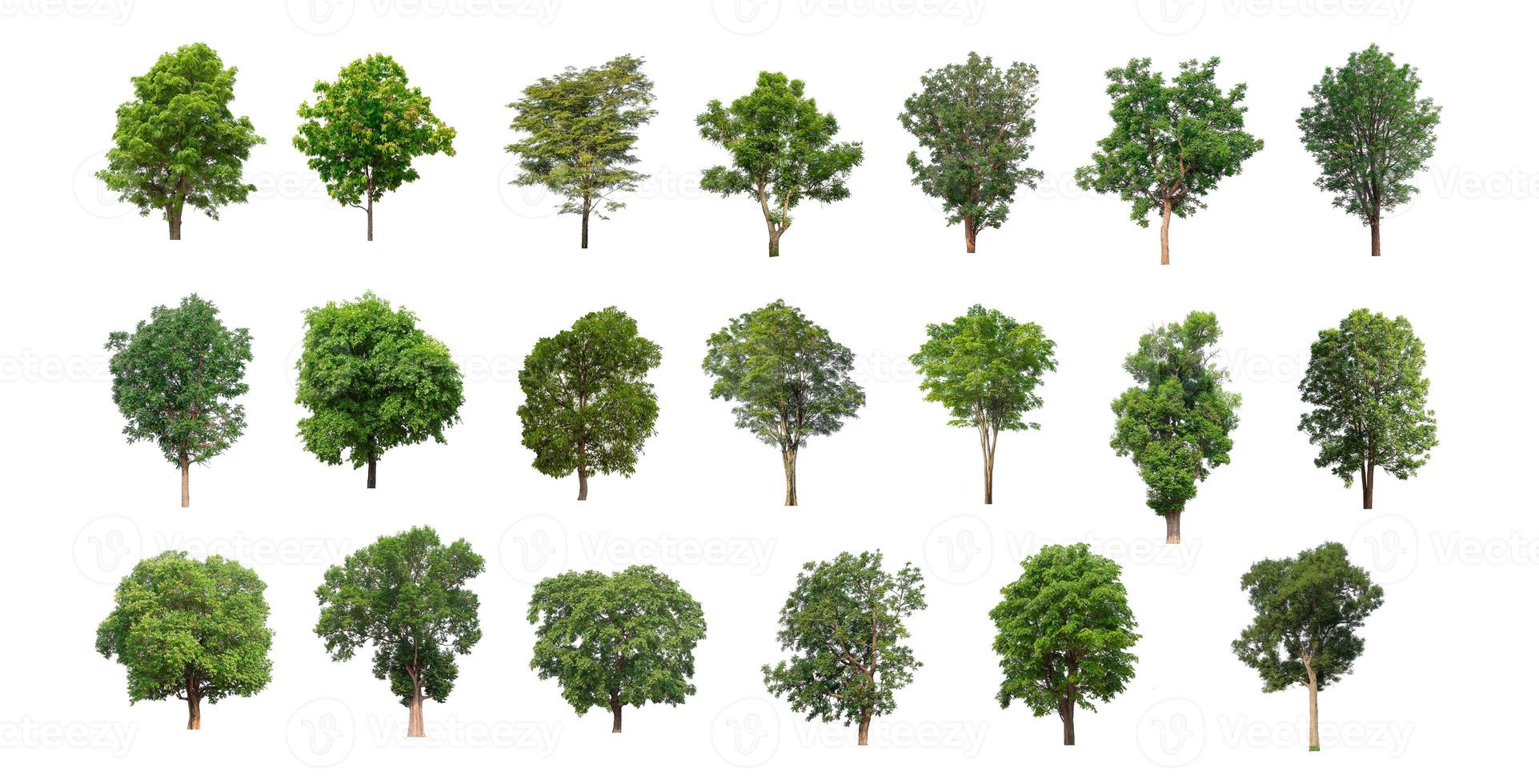 The collection of trees, Set of Isolated trees on white background photo