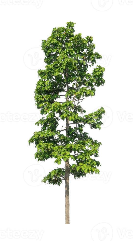 Tree that are isolated on a white background are suitable for both printing and web pages photo