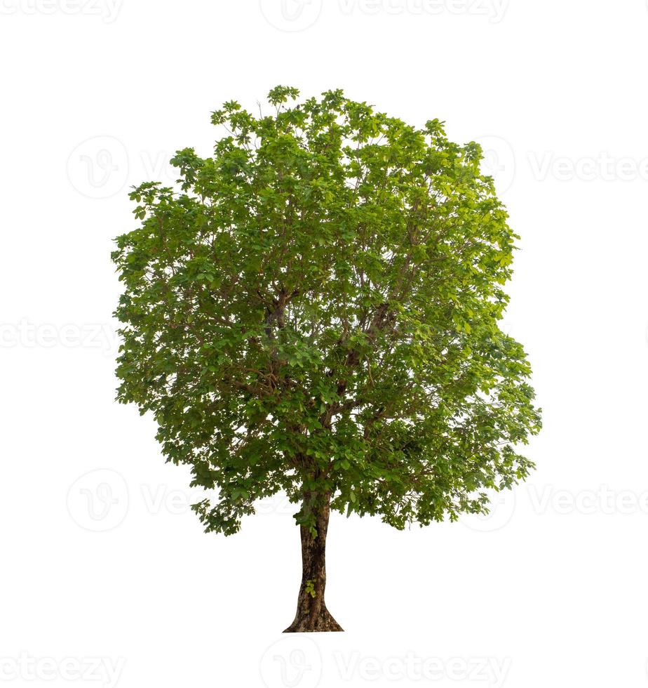 Tree that are isolated on a white background are suitable for both printing and web pages photo