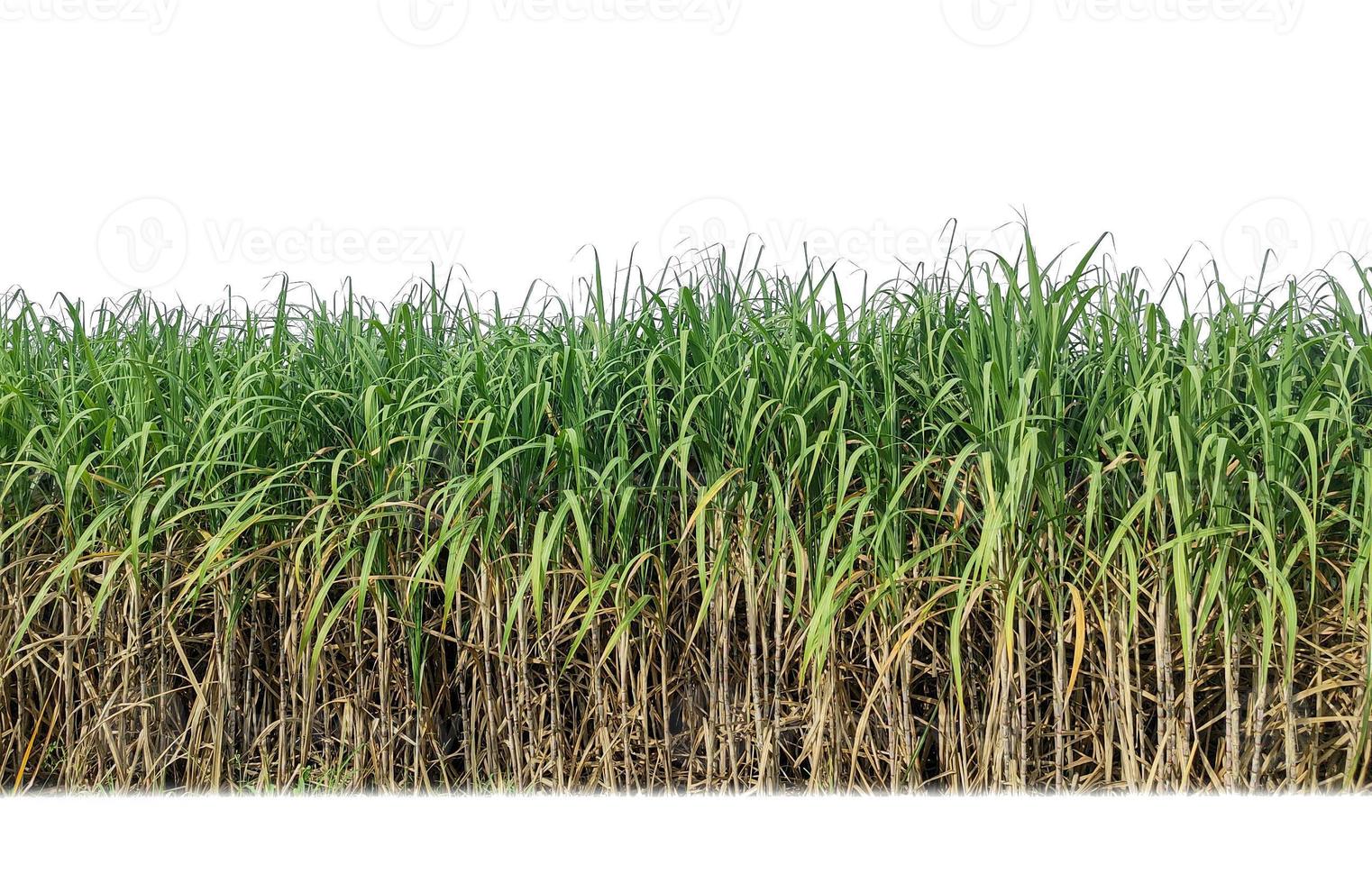 Sugar cane isolated on white background and cliping path photo