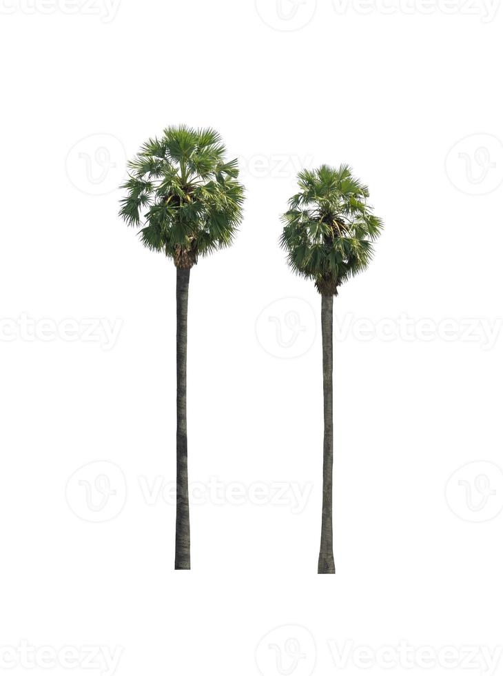 sugar palm that are isolated on a white background are suitable for both printing and web pages photo