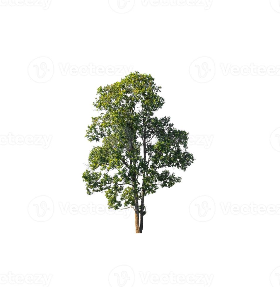 Tree that are isolated on a white background are suitable for both printing and web pages photo