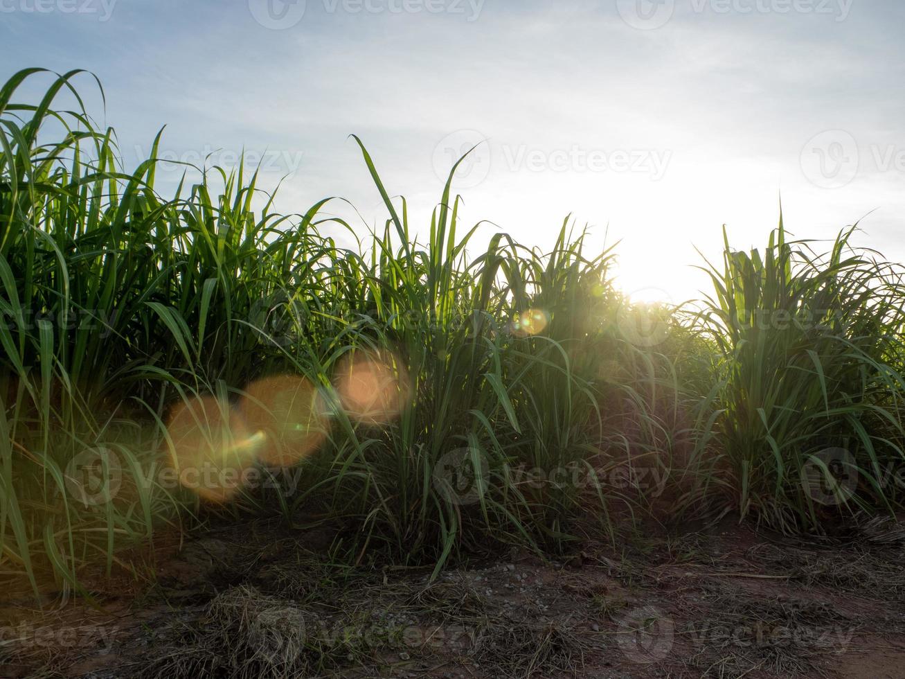 campo de caña de azúcar al amanecer. vista aérea o vista superior de la caña de azúcar o la agricultura en tailandia. foto