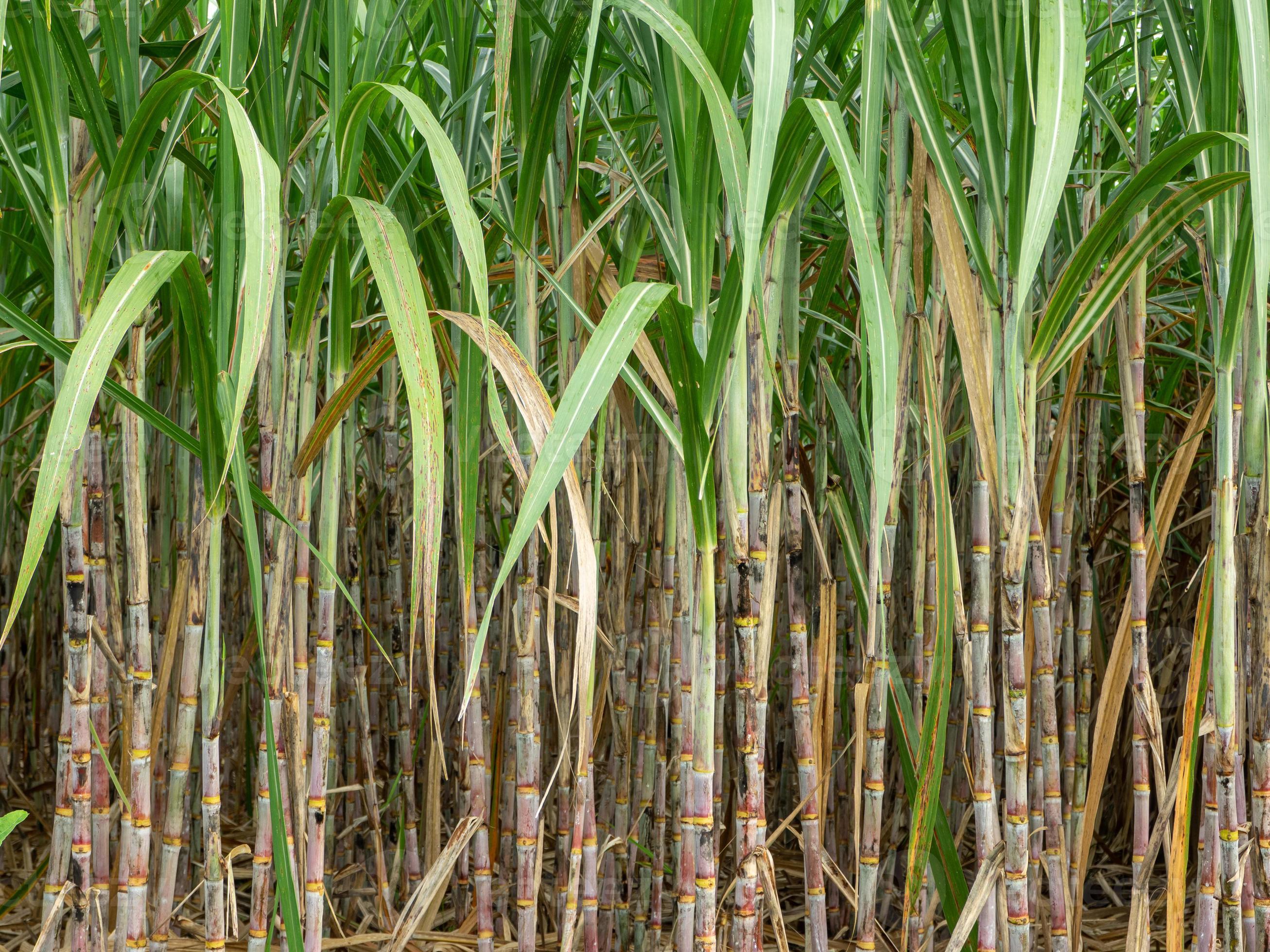 Sugarcane field at sunrise in Thailand 12798634 Stock Photo at Vecteezy Sugarcane field at sunrise in Thailand 12798634 Stock Photo at Vecteezy
