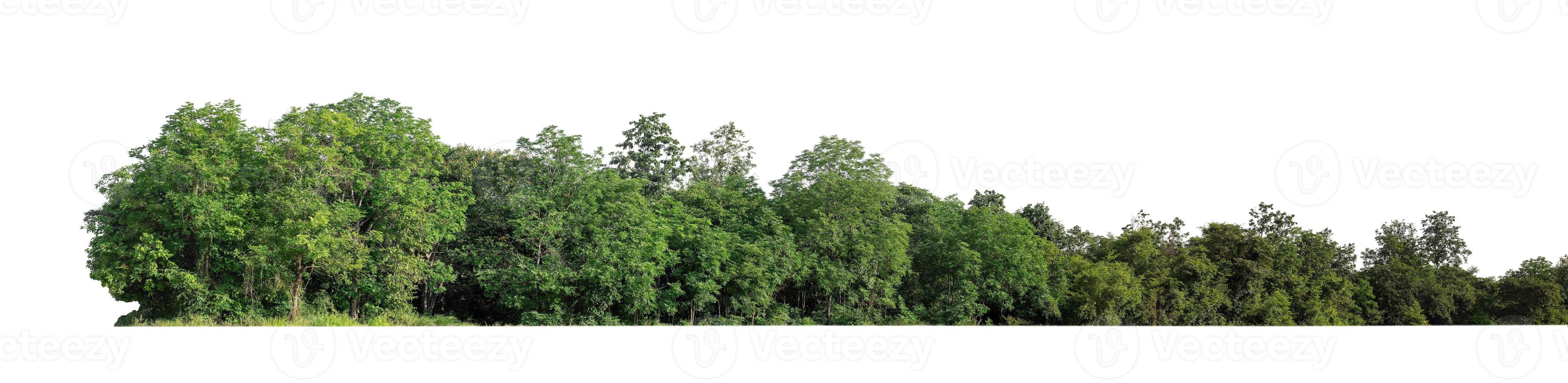 Forest and foliage in summer for both printing and web pages isolated on white background photo