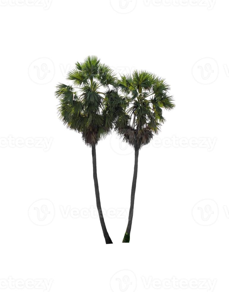 sugar palm that are isolated on a white background are suitable for both printing and web pages photo