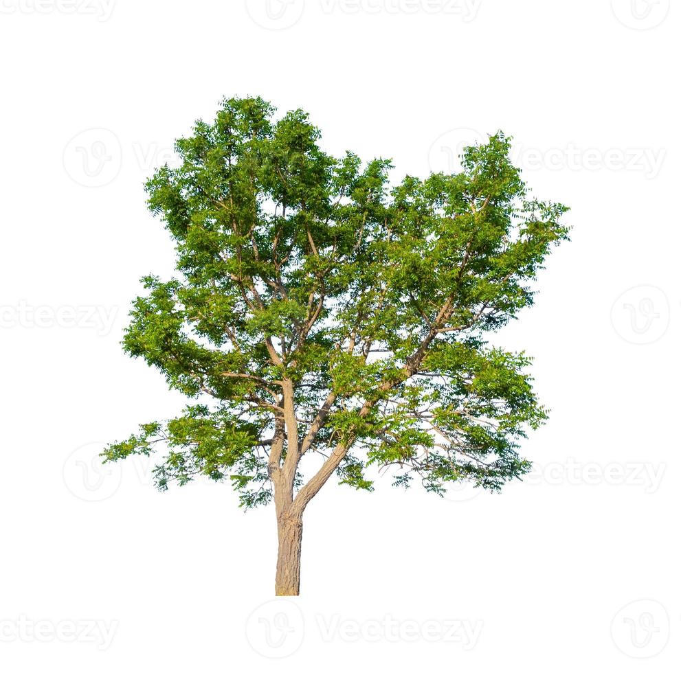 Trees that are isolated on a white background are suitable for both printing and web pages photo