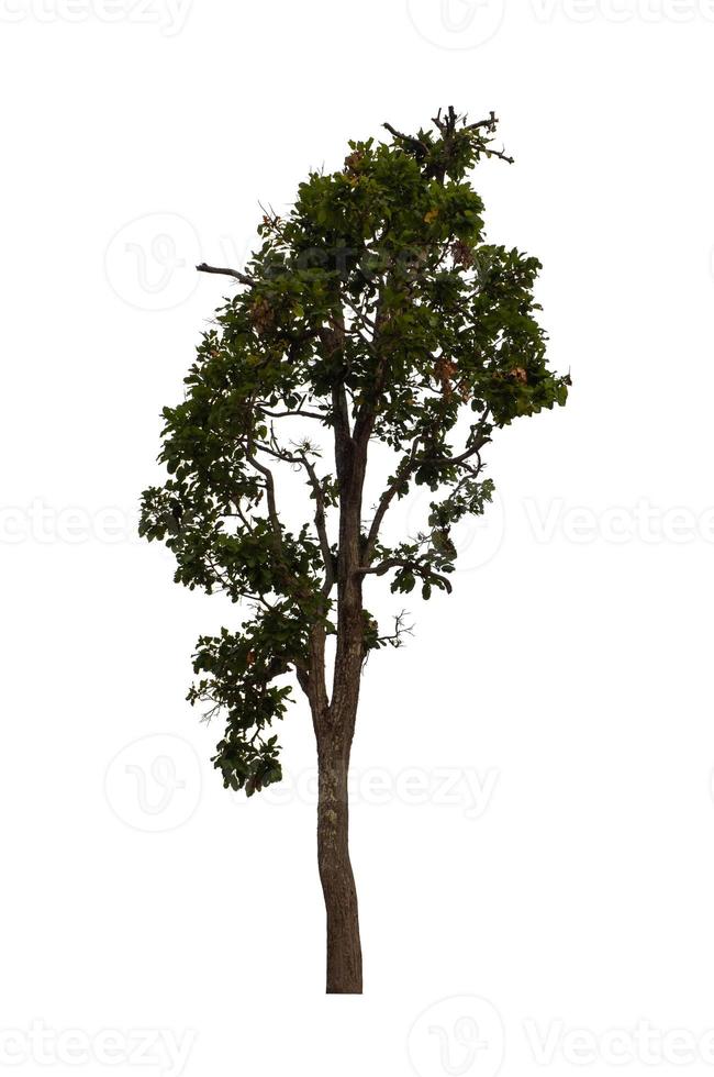 Tree that are isolated on a white background are suitable for both printing and web pages photo
