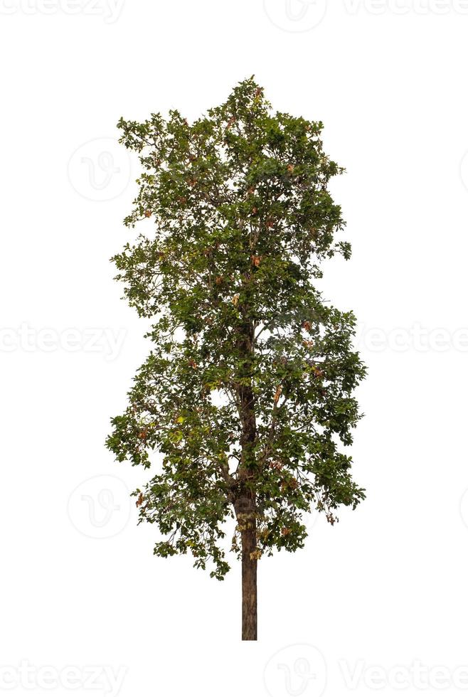 Tree that are isolated on a white background are suitable for both printing and web pages photo
