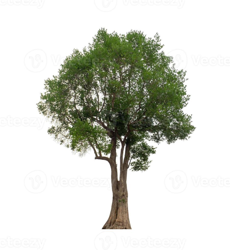 Tree that are isolated on a white background are suitable for both printing and web pages photo