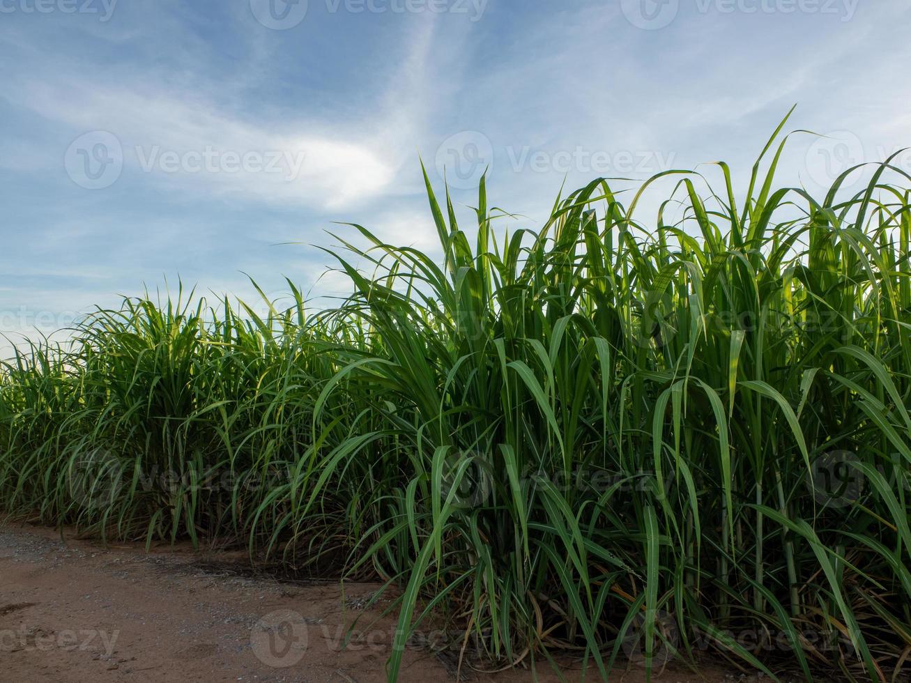 campo de caña de azúcar al amanecer. vista aérea o vista superior de la caña de azúcar o la agricultura en tailandia. foto