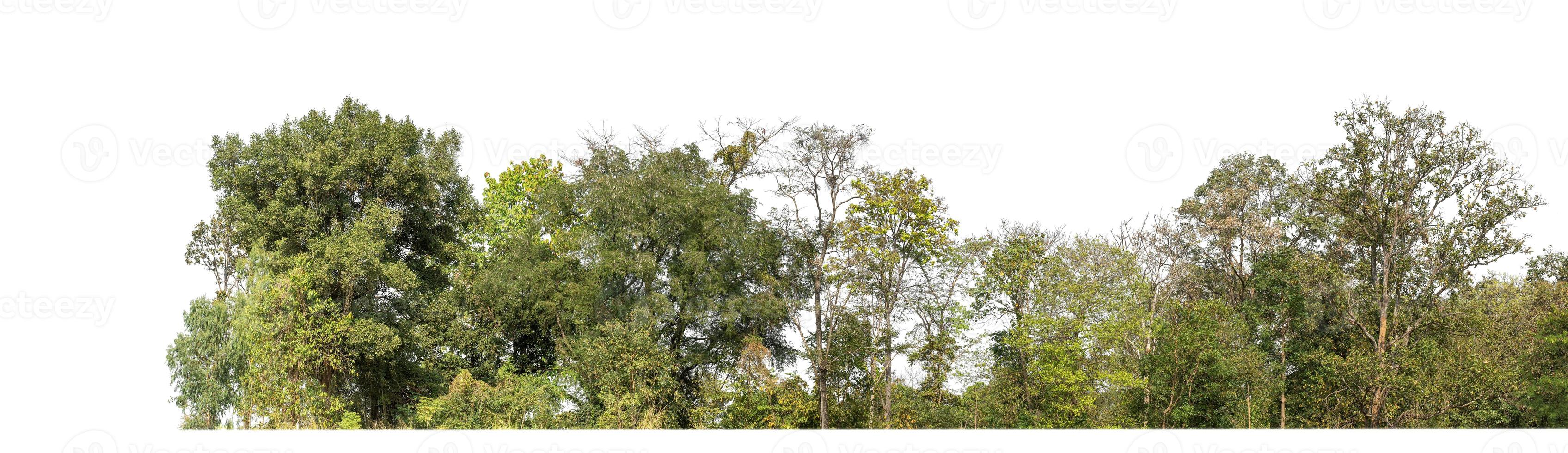 Green Trees isolated on white background.are Forest and foliage in summer for both printing and web pageswith cut path and alpha channel photo