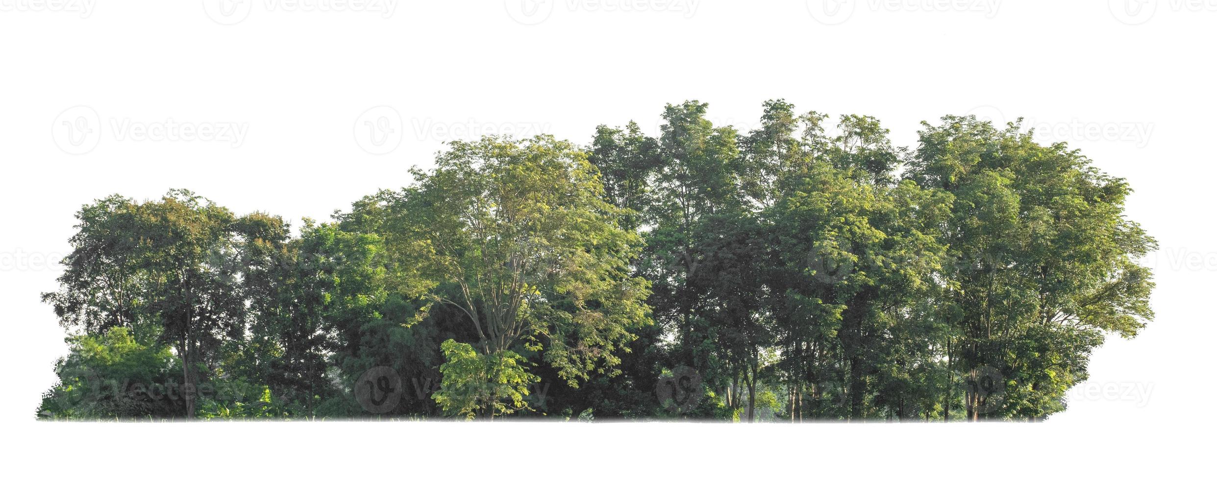 árboles verdes aislados sobre fondo blanco. son bosque y follaje en verano tanto para impresión como para páginas web foto