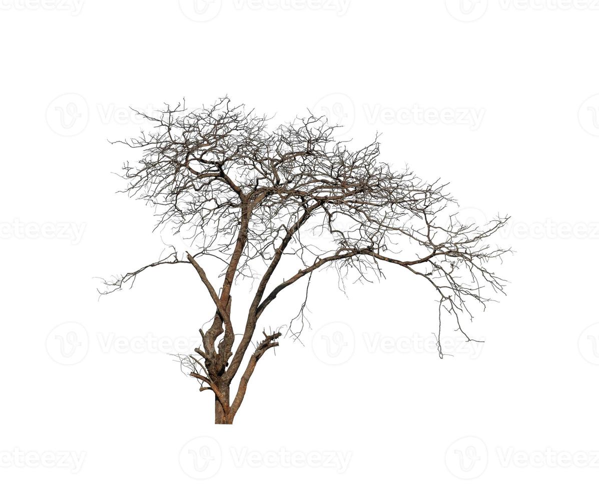 dead tree that are isolated on a white background are suitable for both printing and web pages photo