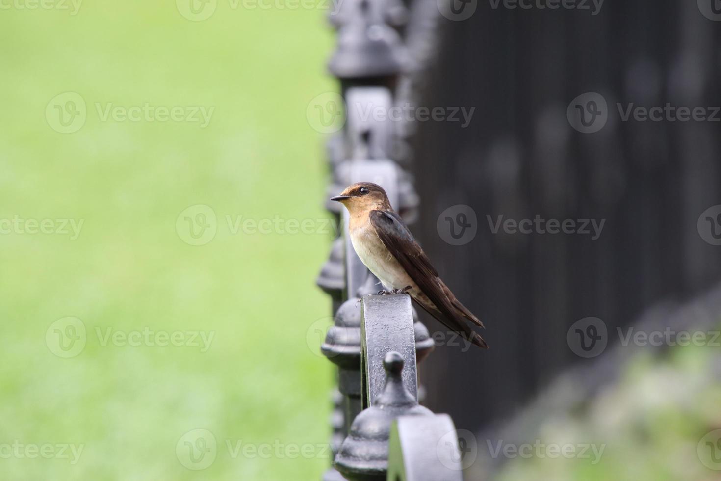 Pacific swallow in a garden photo