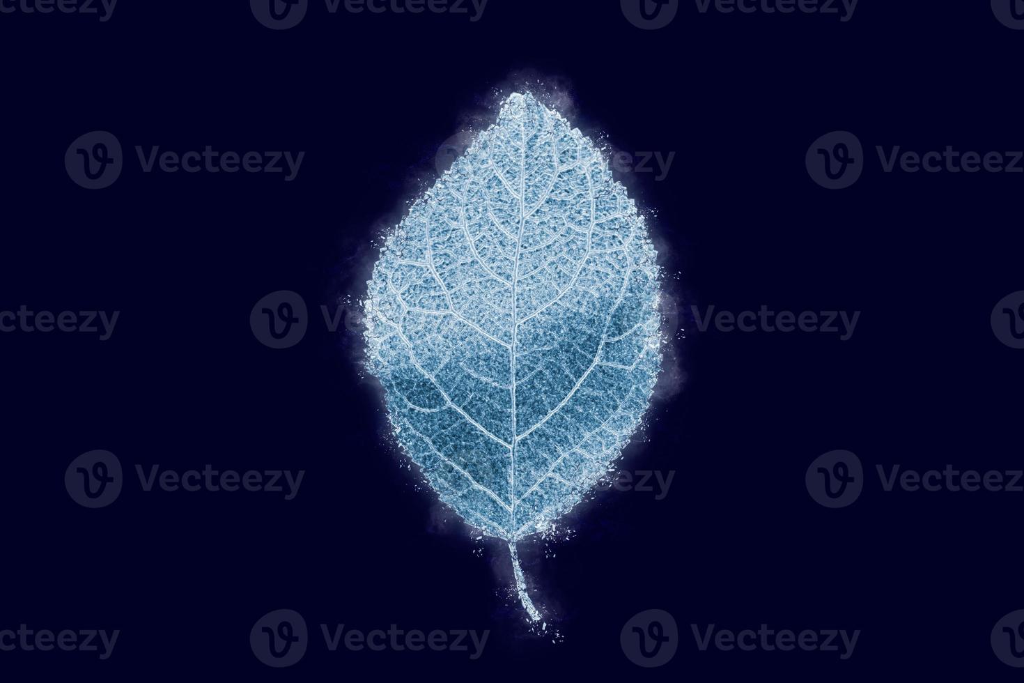 One frozen icy plum tree leaf isolated on dark blue background, blue ice covered effect on leaf photo