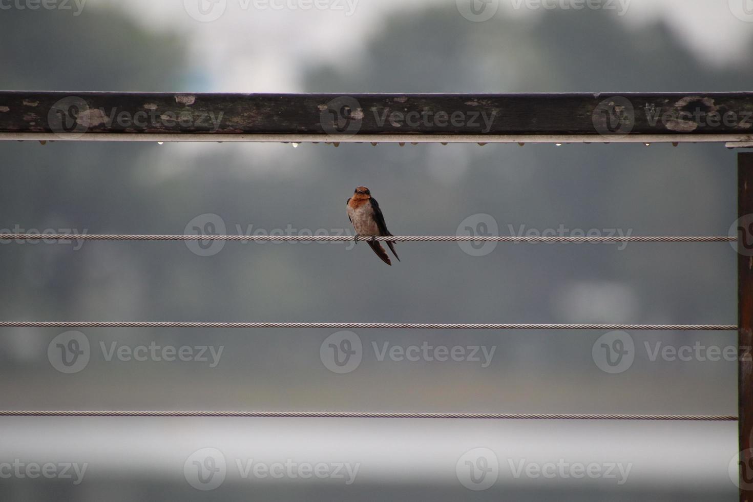 golondrina del pacífico en un jardín foto