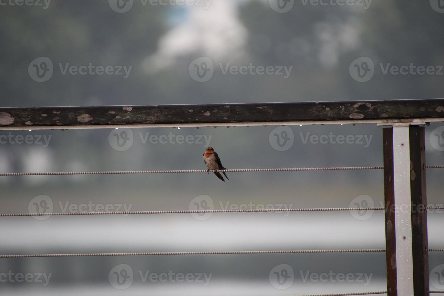 golondrina del pacífico en un jardín foto