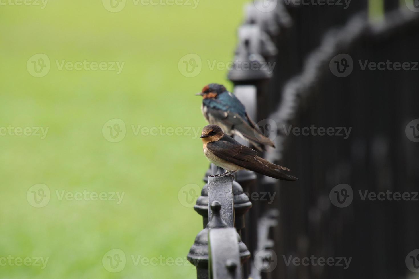 golondrina del pacífico en un jardín foto