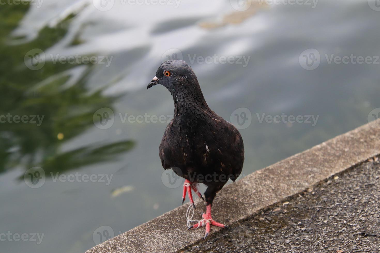 Rock dove in a park photo