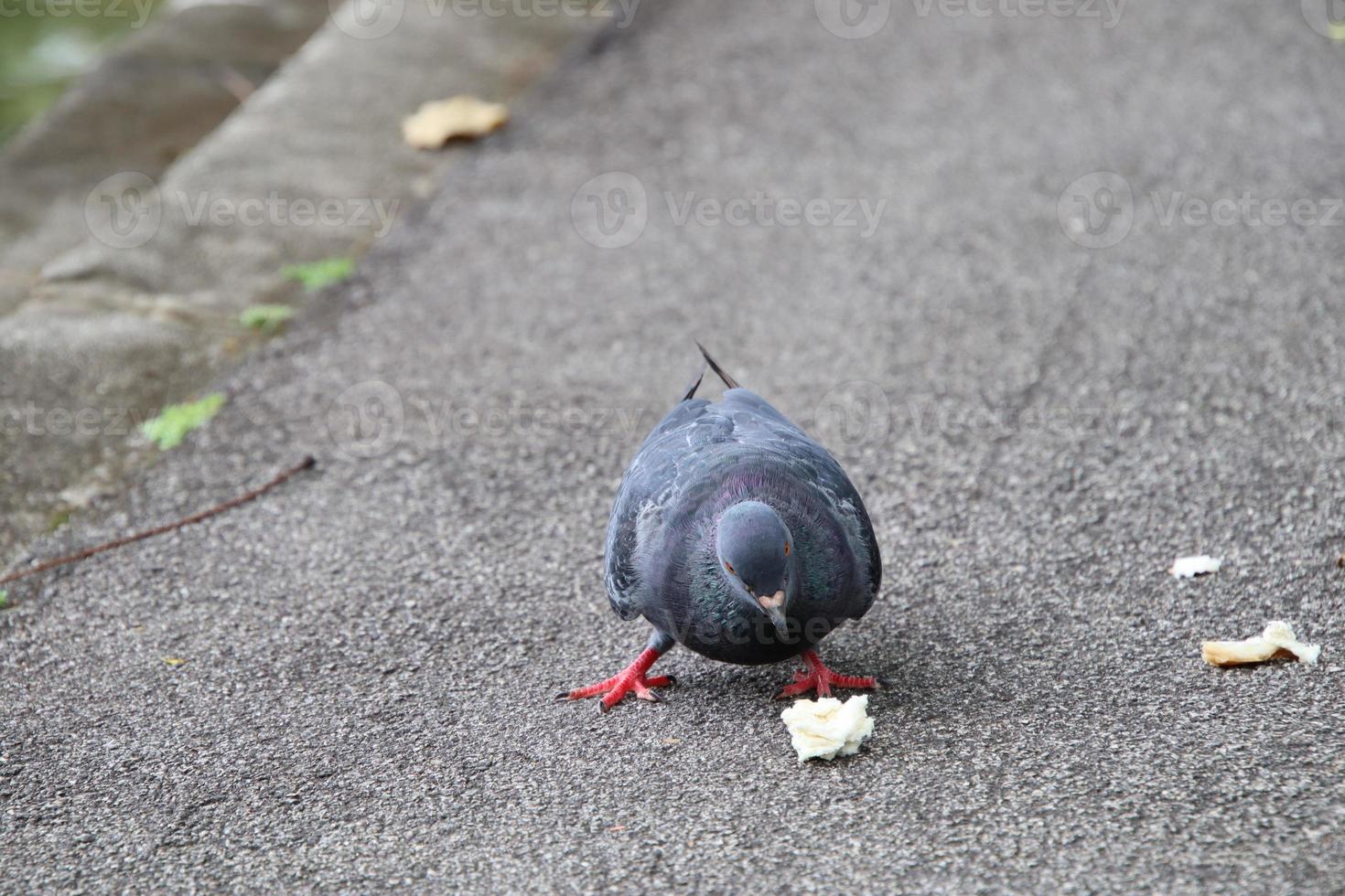 Rock dove in a park photo